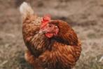 Legkippen 11 maanden oud, Dieren en Toebehoren, Kip