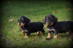 Ruwharige Teckel pups, België, Reu, CDV (hondenziekte), 8 tot 15 weken