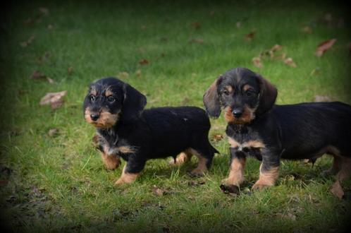 Ruwharige Teckel pups, Dieren en Toebehoren, Honden | Teckels en Dashonden, Reu, Ruwhaar, Fokker | Professioneel, Meerdere, België