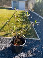 Mooie oleander zonder pot, Tuin en Terras, Ophalen of Verzenden