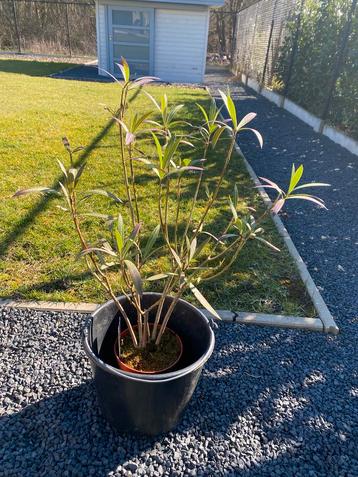Mooie oleander zonder pot beschikbaar voor biedingen