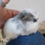 Cavia, cobaye mâle, Dieren en Toebehoren, Knaagdieren, Juni, Mannelijk, Cavia