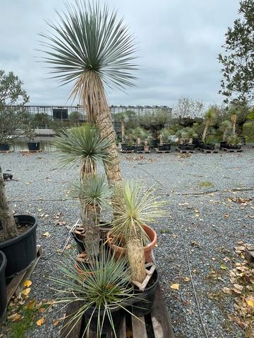 Lot van 5 yucca’s (LOT 52) beschikbaar voor biedingen