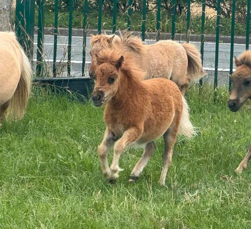 Klein shetland hengste veulen met stamboom, Dieren en Toebehoren, Pony's, Hengst, M