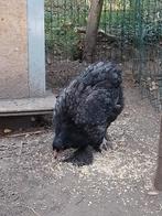 Jonge haan, Dieren en Toebehoren, Kip