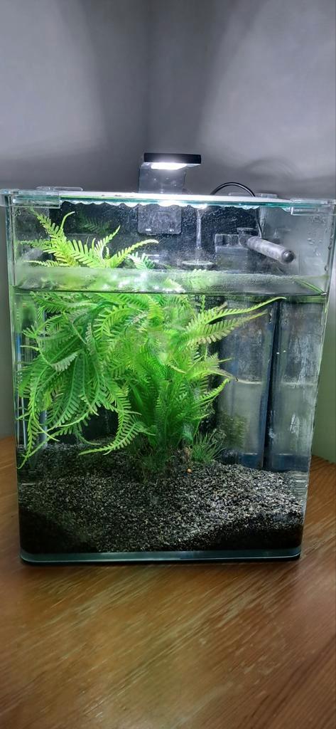 Magnifique petit aquarium Dennerle 20l, Animaux & Accessoires, Poissons | Aquariums & Accessoires, Comme neuf, Enlèvement ou Envoi