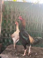 Shamoo kippen, Dieren en Toebehoren, Kip