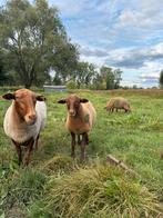 Ardense voskop ramlam, Dieren en Toebehoren