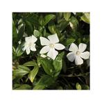 Vinca minor 'Alba' - Maagdenpalm, Ophalen, Bodembedekkers, Vaste plant, Halfschaduw