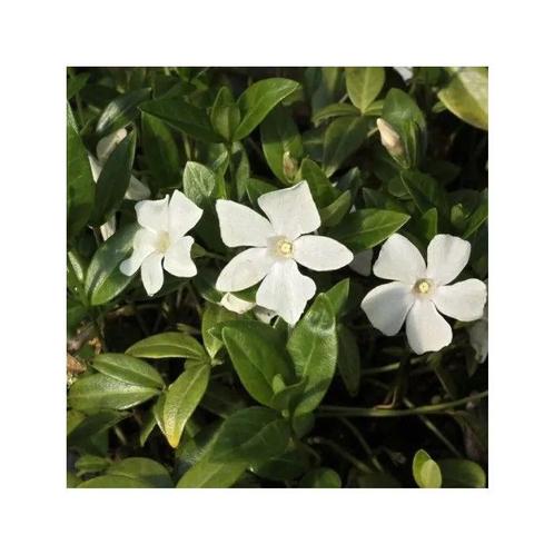 Vinca minor 'Alba' - Maagdenpalm, Tuin en Terras, Planten | Tuinplanten, Vaste plant, Bodembedekkers, Halfschaduw, Lente, Ophalen