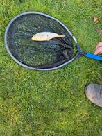 Koi's te koop, Dieren en Toebehoren, Vissen | Vijvervissen