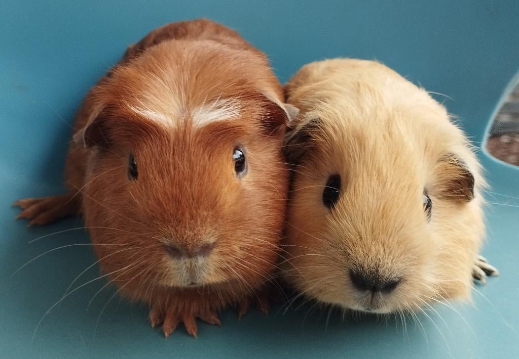 2 jonge cavia's ( 1 California), Maart, Mannelijk, Cavia