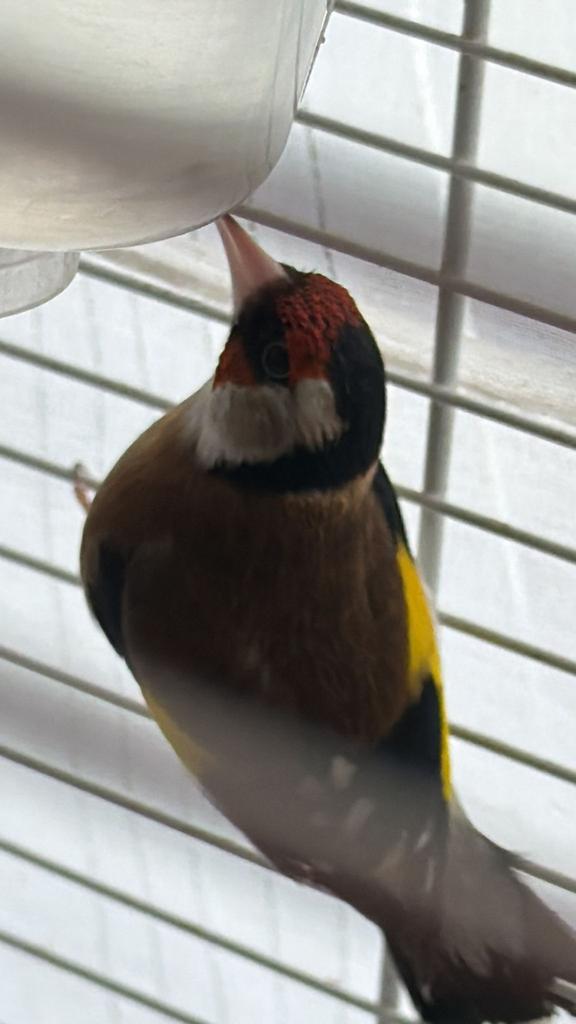 Couple parva bague, Animaux & Accessoires