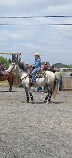 Andalusiër, Animaux & Accessoires, Chevaux, Vermifugé, Hongre, Moins de 160 cm, Cheval de récréation
