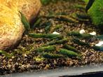 Hobbyaquarium  Green Jade garnalen 28/29 maart, Kreeft, Krab of Garnaal, Zoetwatervis