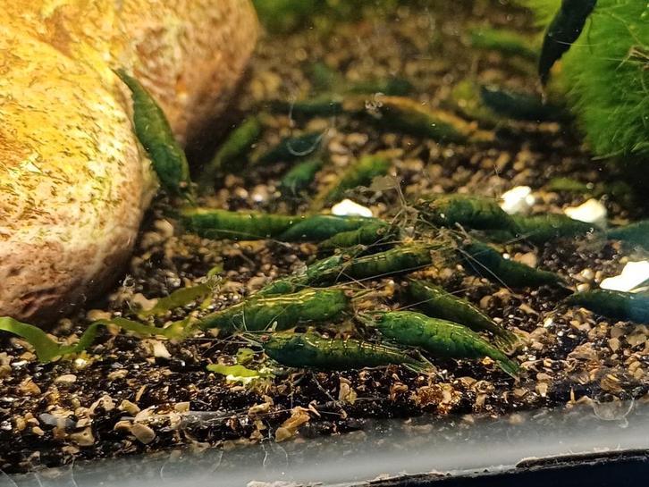 Hobbyaquarium  Green Jade garnalen, Dieren en Toebehoren, Vissen | Aquariumvissen, Zoetwatervis, Kreeft, Krab of Garnaal