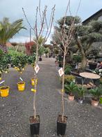 Kakiboom - Mela, Enlèvement