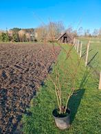 Amelanchier lamarckii krentenboompje, Ophalen
