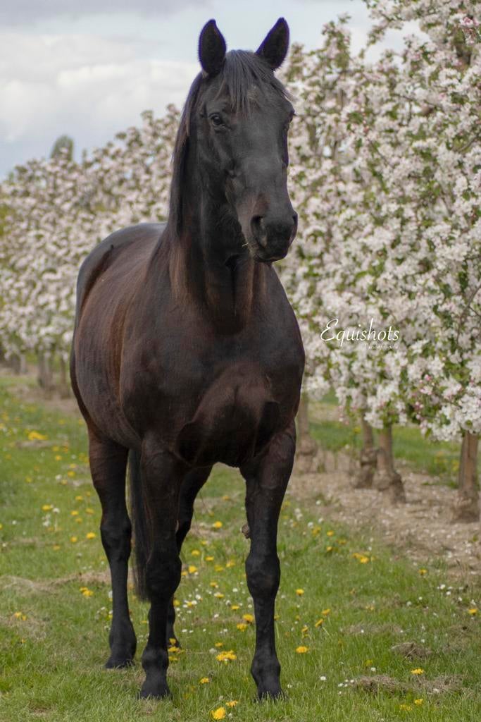 Gezocht: gevorderde wandelruiter voor 15j merrie, Jument