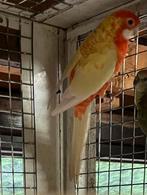 Koppel mutatie pennanten 2025, Dieren en Toebehoren, Vogels | Parkieten en Papegaaien, Meerdere dieren, Parkiet, Geringd