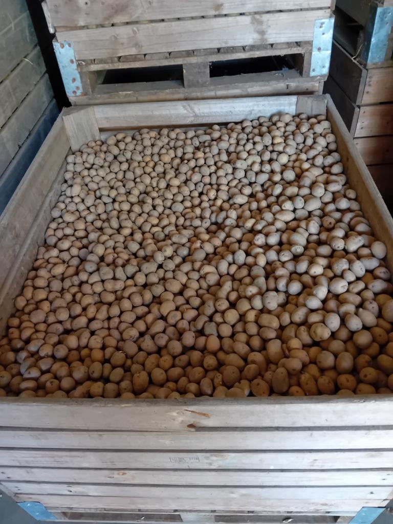 Planters bintje, Ophalen