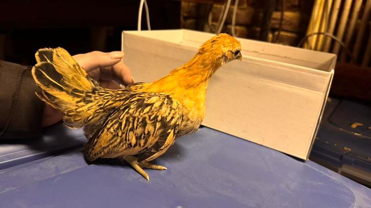 Europese serama’s, Dieren en Toebehoren, Pluimvee, Kip, Geslacht onbekend