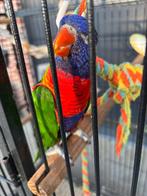 Lori van de blauwe berg tam, Dieren en Toebehoren, Geslacht onbekend, Parkiet, Pratend