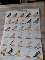 Poster van japanse meeuwtjes, Huis en Inrichting, Ophalen