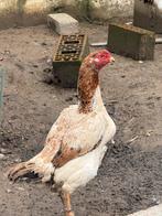 Poules et coq shamo, Animaux & Accessoires, Volatiles