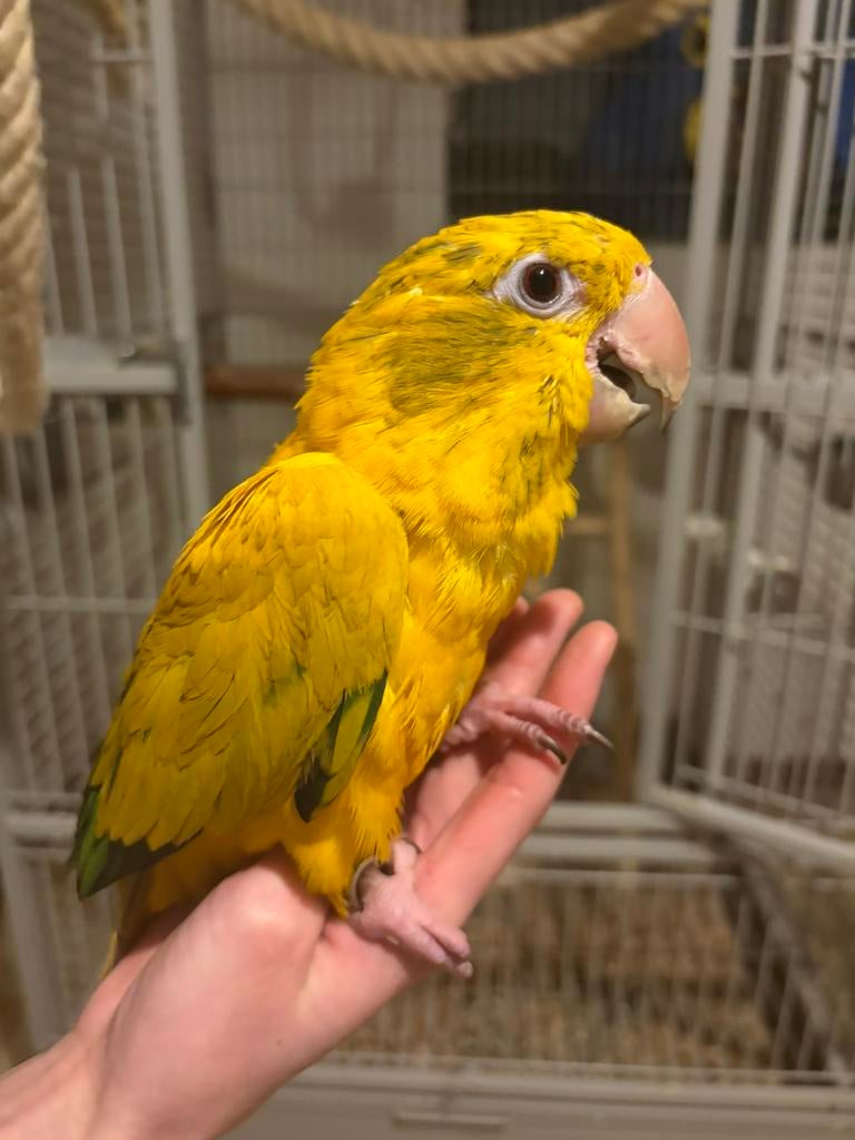 Supertam goudparkiet jonge pop (guaruba guarouba), Femelle, Domestique