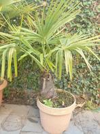 Trachycarpus Fortunei palmboom, Tuin en Terras, Planten | Tuinplanten, Ophalen