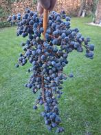 Graine trachicarpus, Enlèvement ou Envoi, Toute l'année, Graine