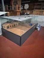 eiland knaagdieren, Moins de 60 cm, Cage, Comme neuf, Cobaye