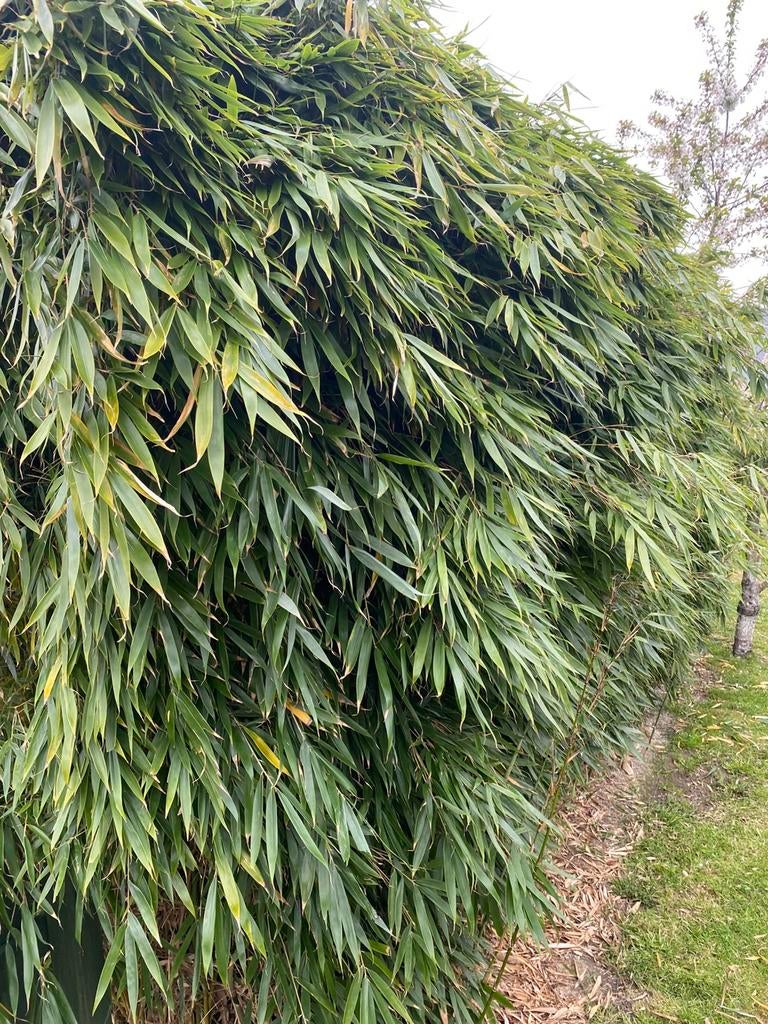 Wortels van niet woekerende Bamboe, Ophalen, In pot, Overige soorten, 100 tot 250 cm