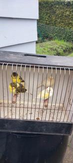 Kanaries, Dieren en Toebehoren