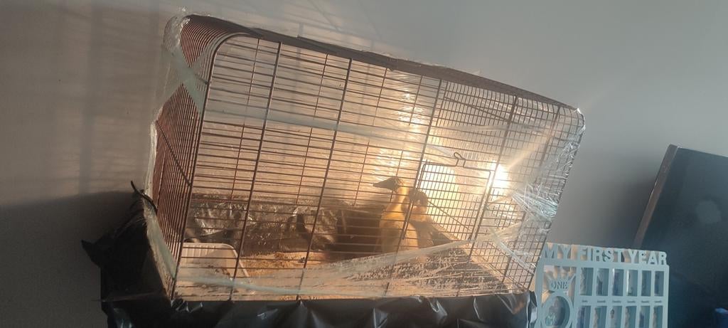 kleine eendjes, Animaux & Accessoires, Nourriture pour Animaux, Enlèvement