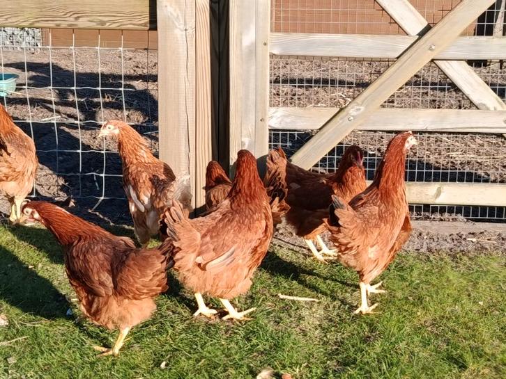 bruine toplegkippen Isa brown, Dieren en Toebehoren, Pluimvee, Kip