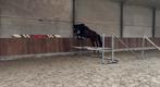 3 jarige ruin te koop, Dieren en Toebehoren, Ruin, Springpaard, Met stamboom, 3 tot 6 jaar