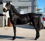 Jument frison, Jument