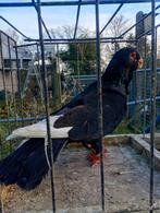 Beiroeter Wamduif (Msawad) Doffer 2024, Dieren en Toebehoren, Vogels | Duiven, Mannelijk, Overige soorten