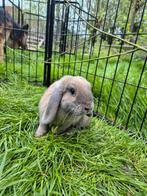 Nederlandse hangoordwerg voedster, Dieren en Toebehoren, Konijnen