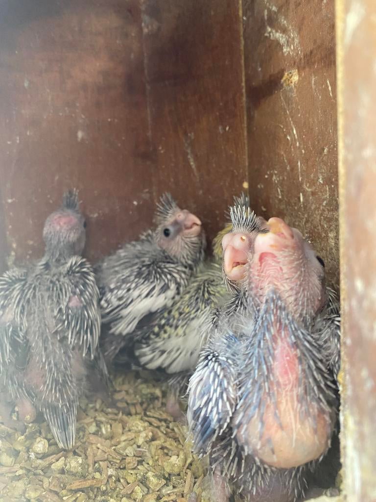 Perruches callopsittes au nid, Animaux & Accessoires