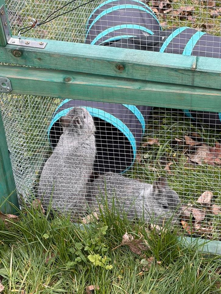 Tamme dwergkonijntjes, Animaux & Accessoires, Lapins, Nain, Mâle, 0 à 2 ans