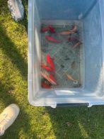 Goudvissen, Goudvis(sen)