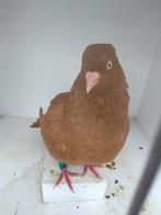 Belgische tuimelaar geel, Dieren en Toebehoren, Vogels | Duiven, Mannelijk, Tuimelaar of Roller