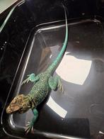 Diversen mannelijke halsbandleguanen, Dieren en Toebehoren, Reptielen en Amfibieën, Amfibie