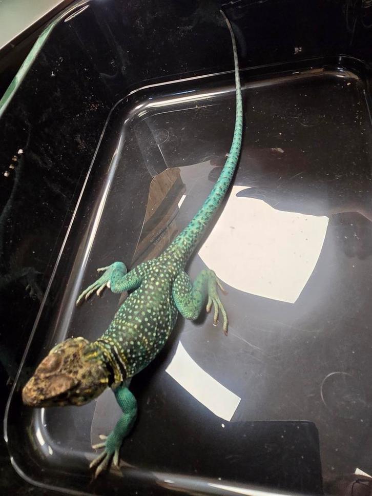 Diversen mannelijke halsbandleguanen, Dieren en Toebehoren, Reptielen en Amfibieën, Amfibie