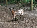 Dwerggeit (mieke, bruin-wit gevlekt), Vrouwelijk, Geit, 3 tot 5 jaar