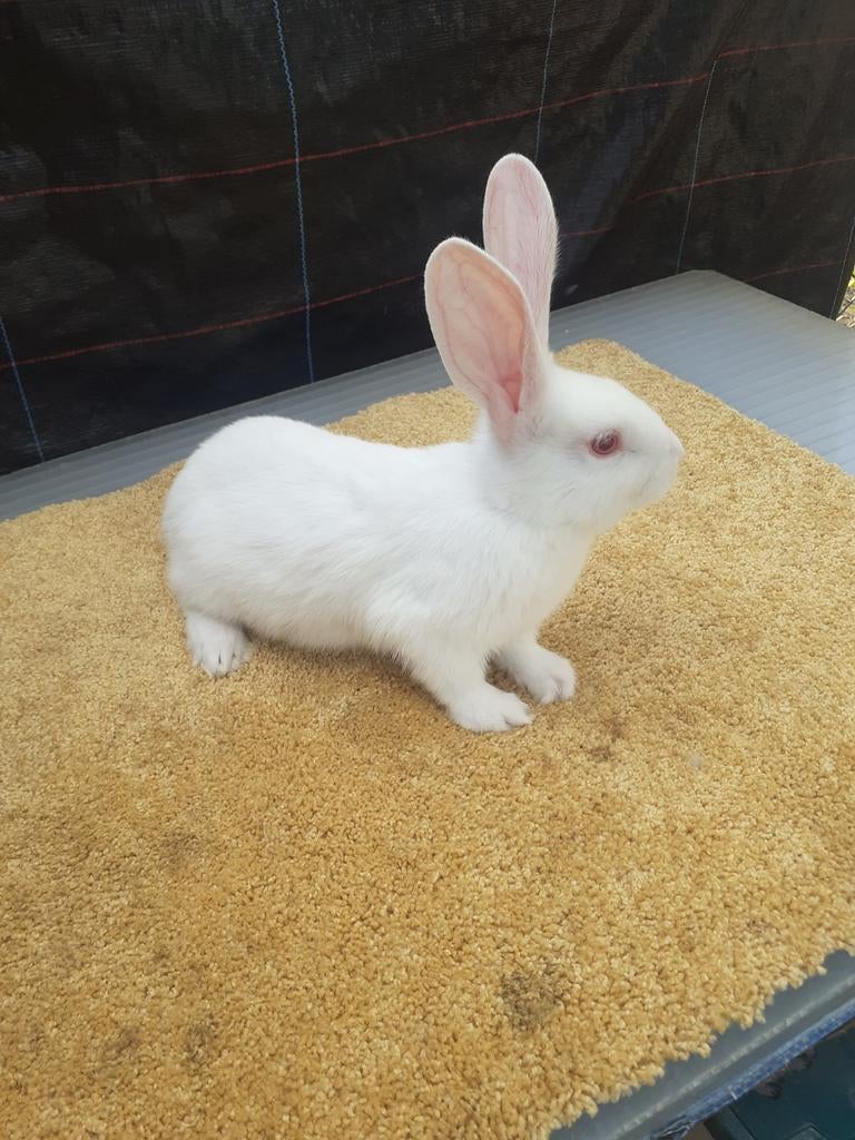 Vlinder konijnen  duites Reus vrouwtjes 7weken oud, Dieren en Toebehoren, Konijnen