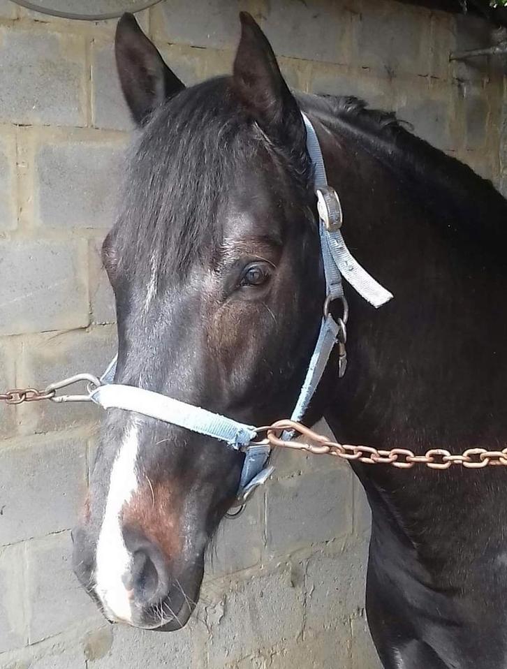 Springpaarden, Animaux & Accessoires, Chevaux, Étalon